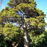 tree Large Totara in Cummings Park