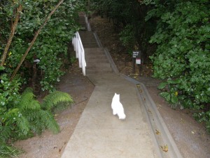 new-pathway-july-2010 Makererua - Heke St steps July 2010