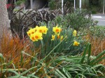 Daffodils near the library roundabout
