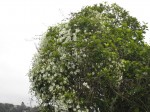 Local clematis