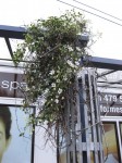 Clematis in Ngaio village
