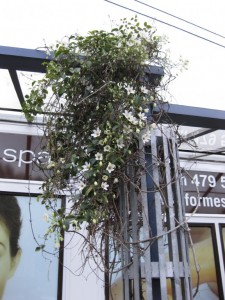 Clematis in Ngaio village