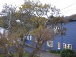 Kowhai in Ngaio village