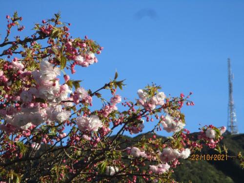 Bombay-St-Blooms-Colin-Morriss