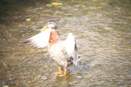 Clarke-Duck