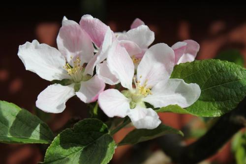 P-Moore-Apple-blossom-1