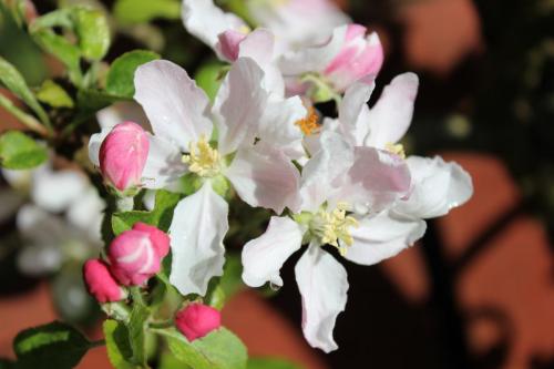 P-Moore-Apple-blossom-2