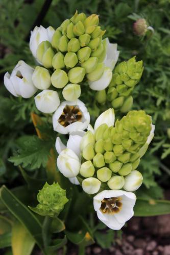 P-Moore-Ornithogalum