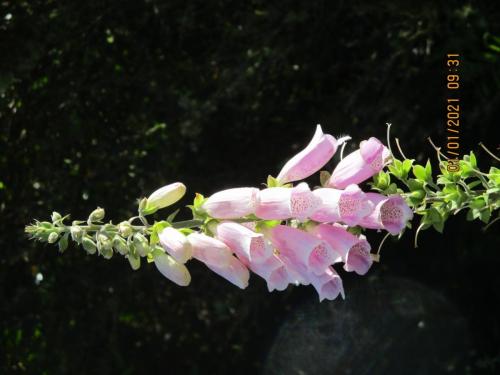 Pretty-in-Pink-Colin-Morris