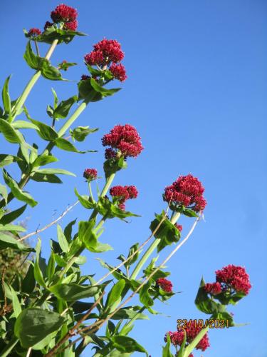Reaching-Right-Up-To-The-Sky
