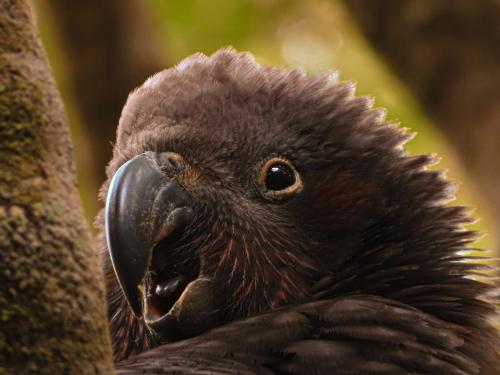 ngaio photo entry