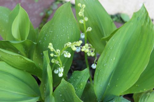 P-Moore-Lily-of-the-valley