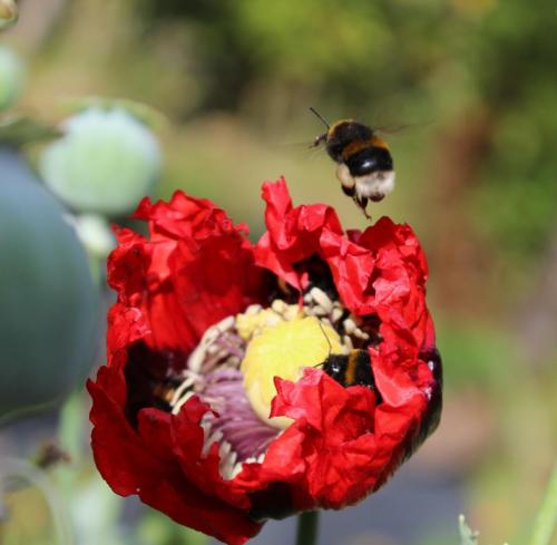 P-Moore-Red-poppy-and-bees