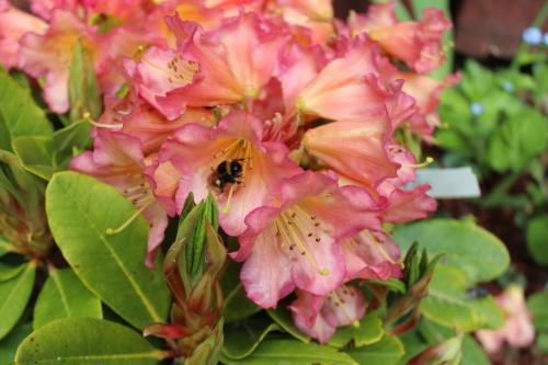 P-Moore-Rhododendron-marmalade